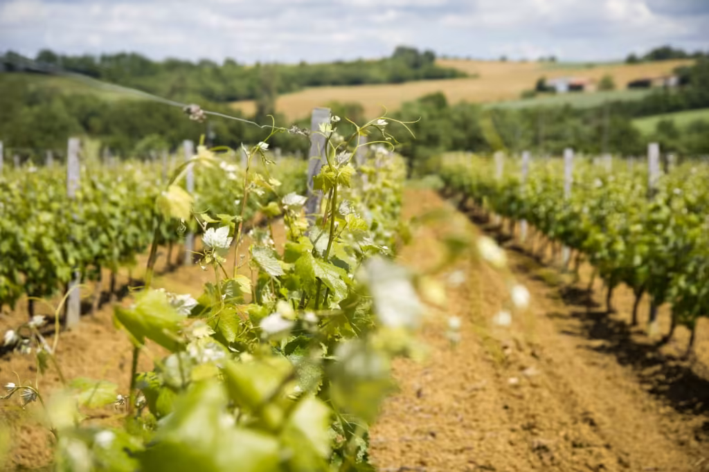 DOMAINE DU GRAND COMTÉ — photo 2